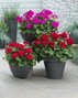 Geranium Hanging Basket
